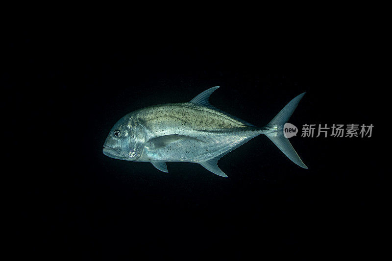 蓝鳍金枪鱼(Caranx melampygus)，蓝鳍金枪鱼